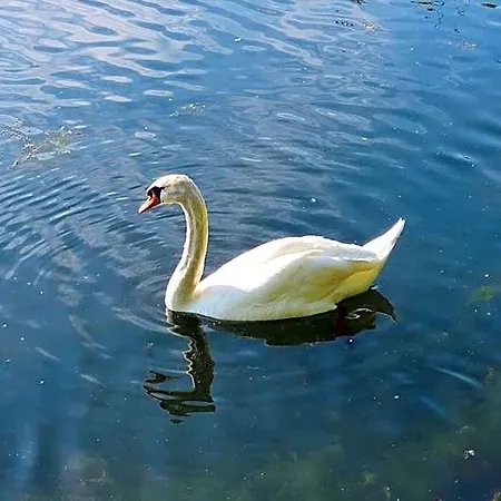 Panperduto Vandrerhjem *
